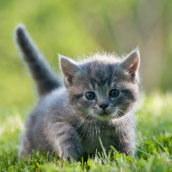 Meet your Posher, Eve - Picture 3 of 4